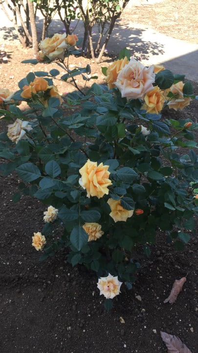 Gartenanlage B&B Il Cavaliere