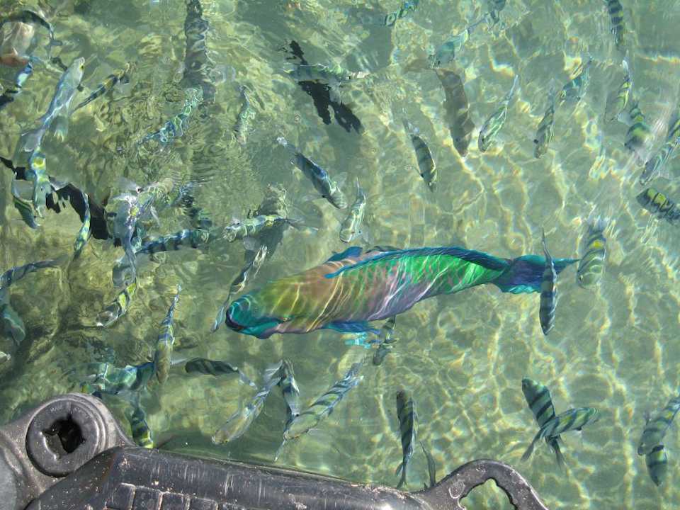 Papageifisch Ghazala Gardens