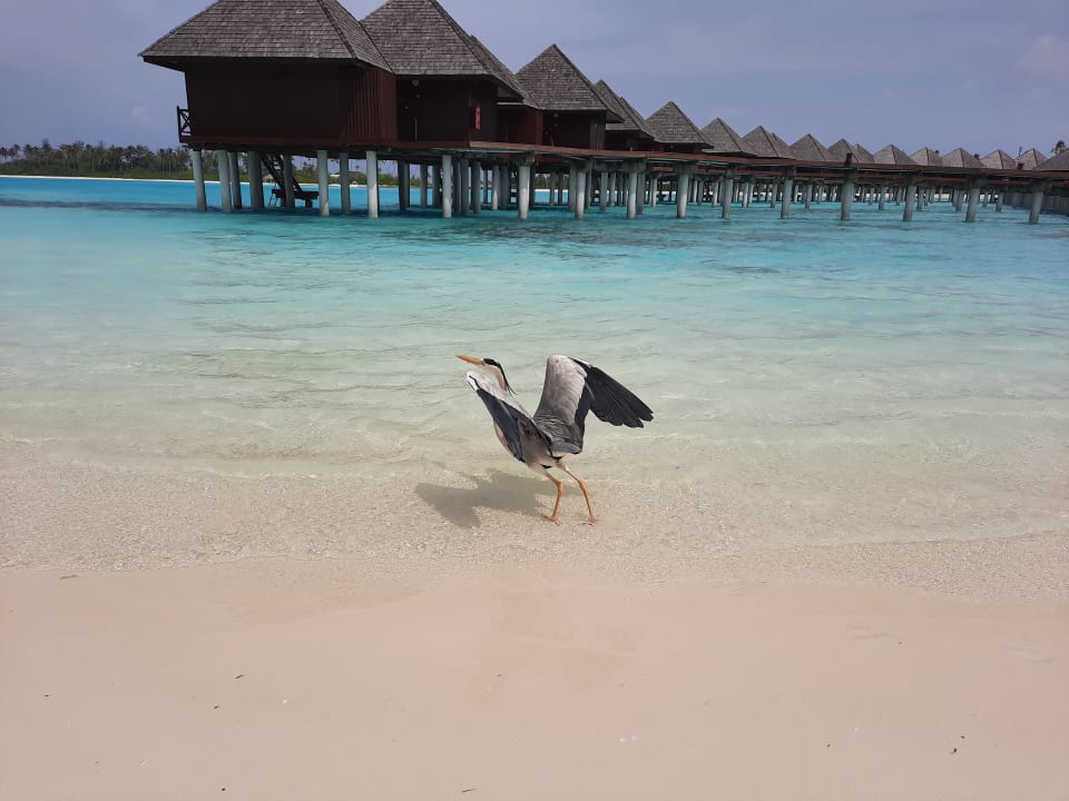 Strand Sun Siyam Olhuveli