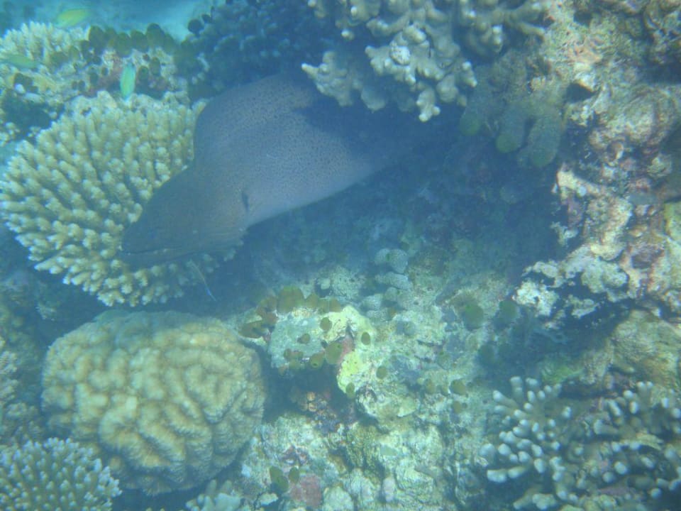 Muräne Vilamendhoo Island Resort & Spa