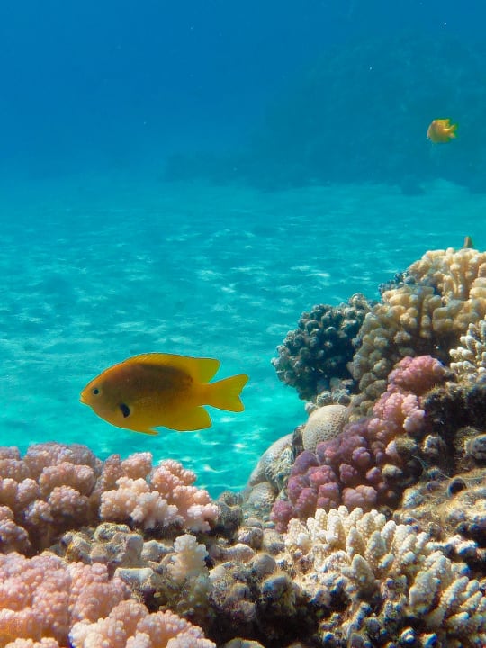 Strand Makadi Spa - Adults only