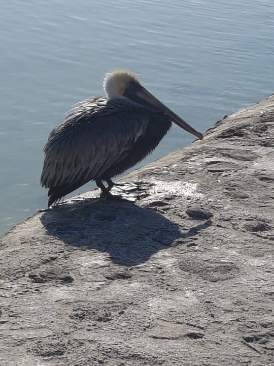 Strand TUI BLUE El Dorado Seaside Suites