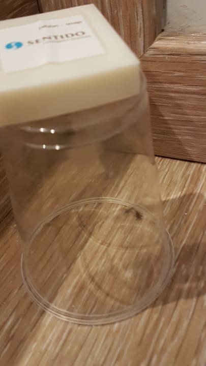 Zimmer Sentido Aequora Lanzarote Suite