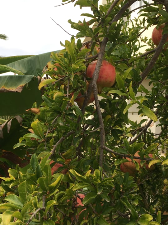 Gartenanlage HARPIN Georgioupolis Resort Aquapark & SPA