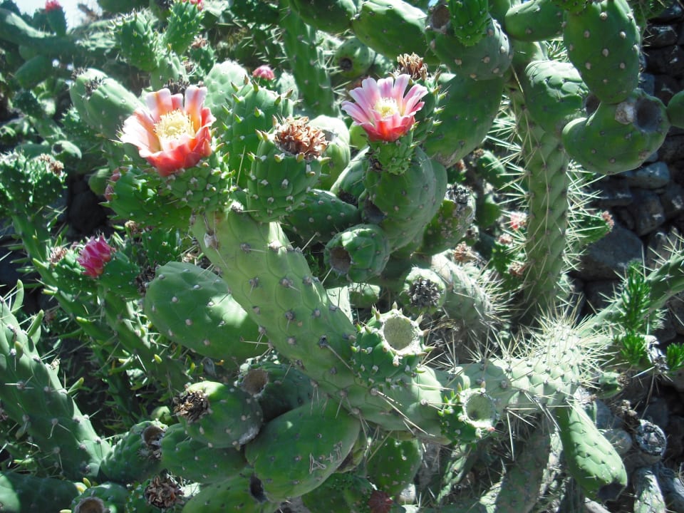 Kakteenfarm Hipotels La Geria