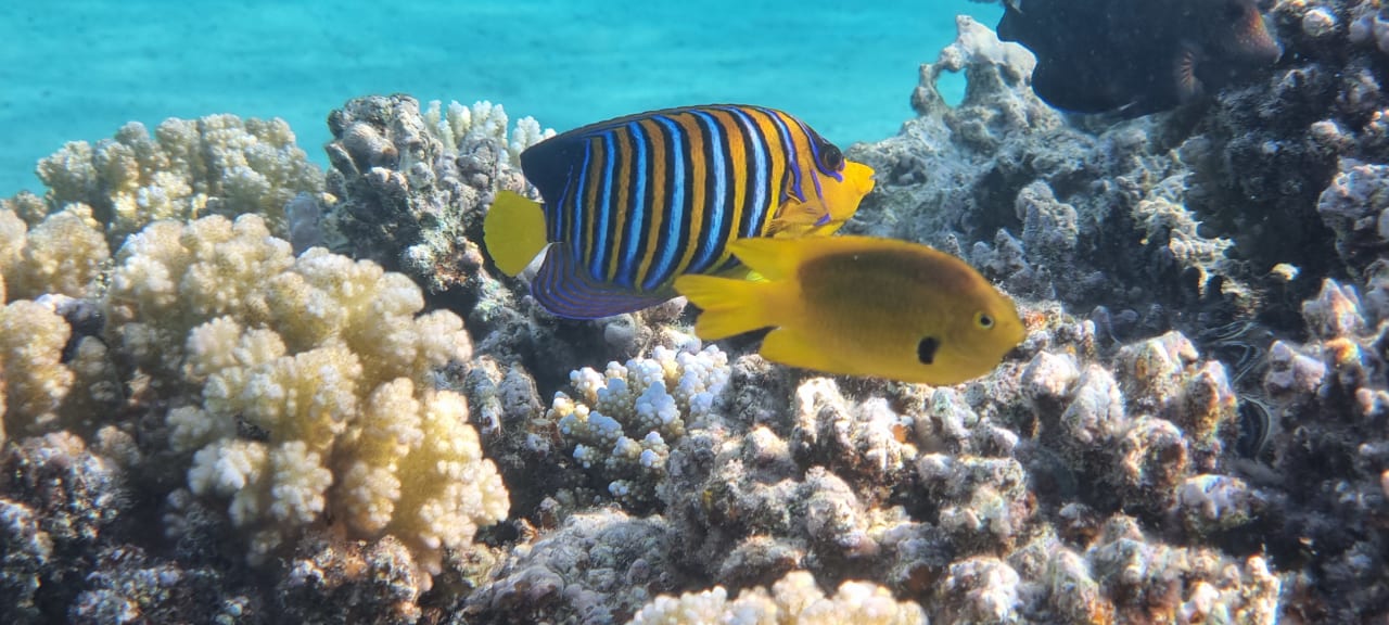 Sport & Freizeit Fort Arabesque Resort, Spa & Villas