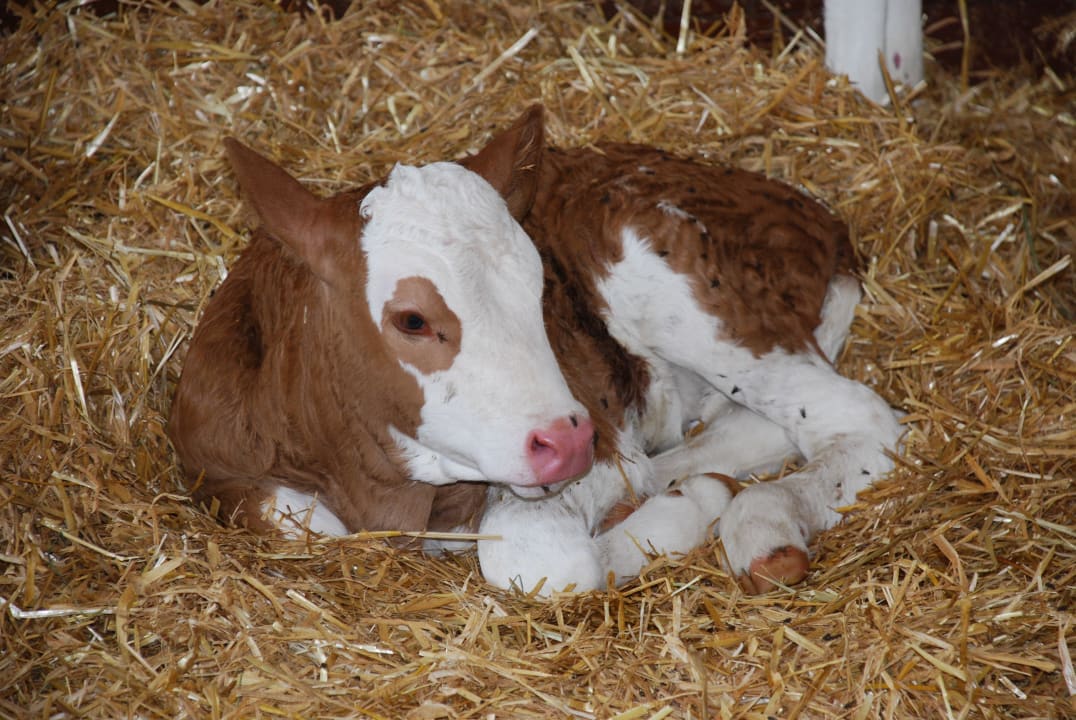 Kälbchen Fröschlhof