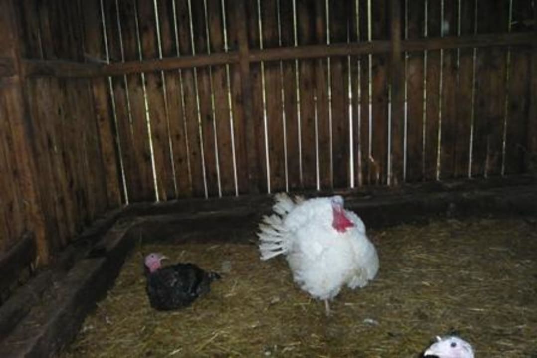 Und noch mehr Tiere Bilderbuchbauernhof Hubertushof
