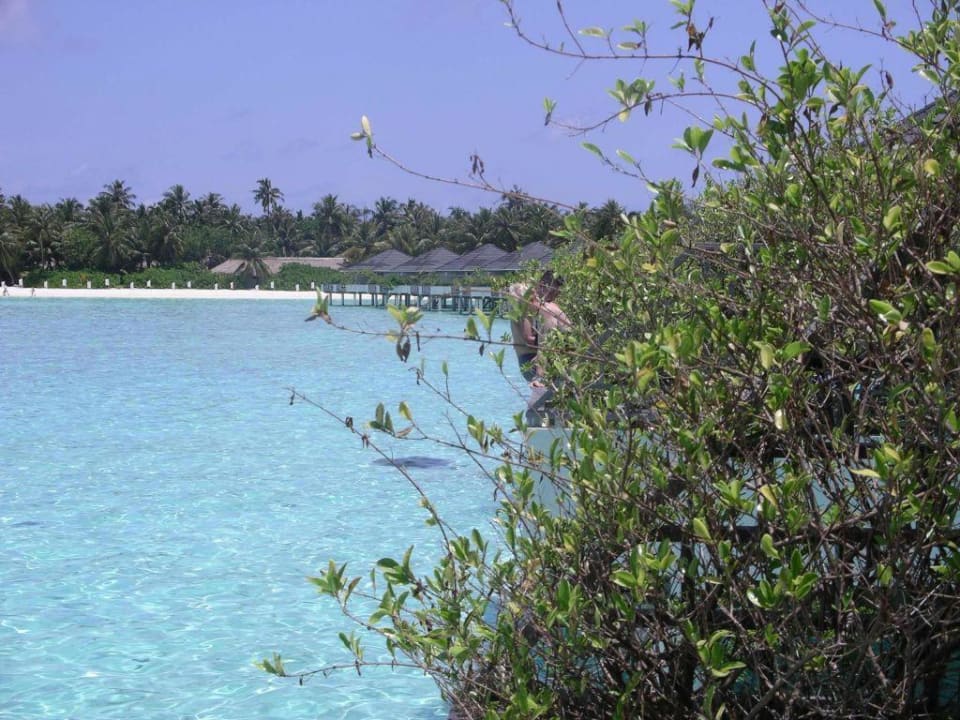 Heckenschütze Villa Park Sun Island