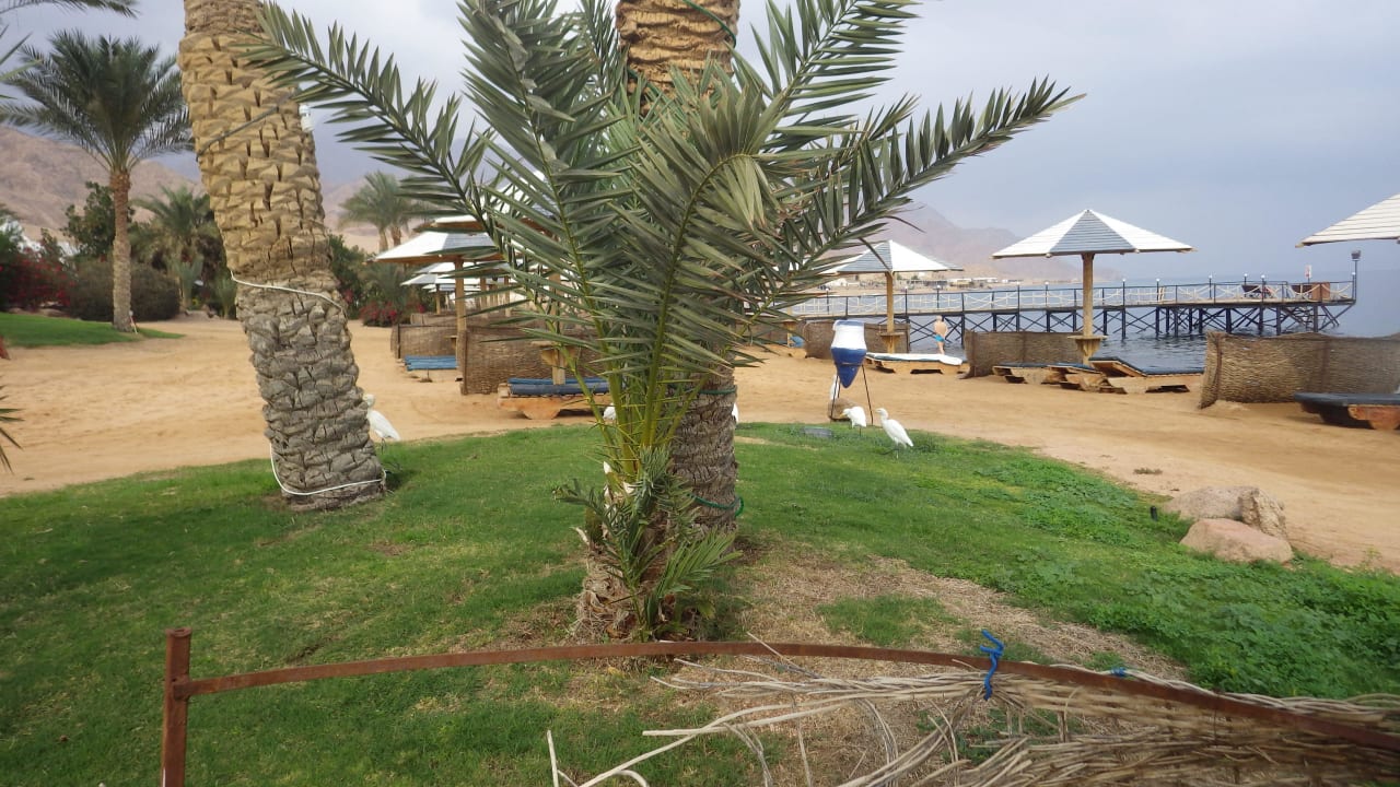 Strand am Hotel Tropitel Dahab Oasis