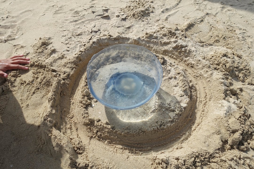 Gestrandete Qualle Atlantis, The Palm