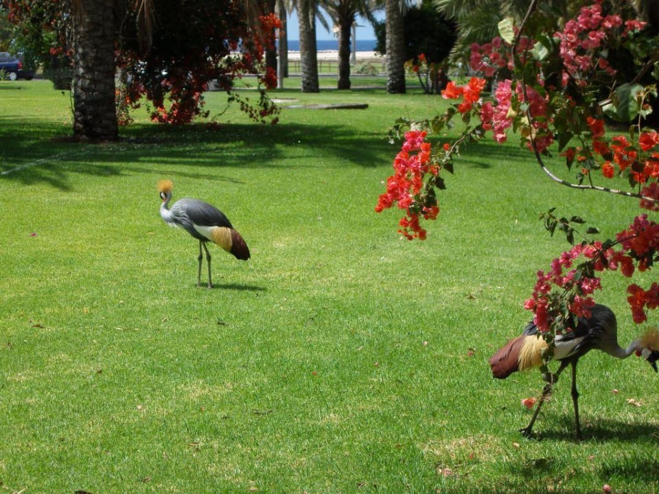 Eine kleine Impression R2 BUGANVILLA Hotel & Spa