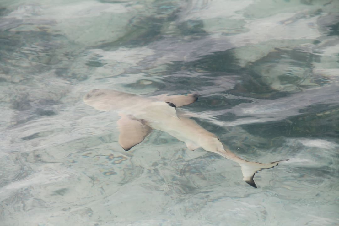 Babyhai Vilamendhoo Island Resort & Spa