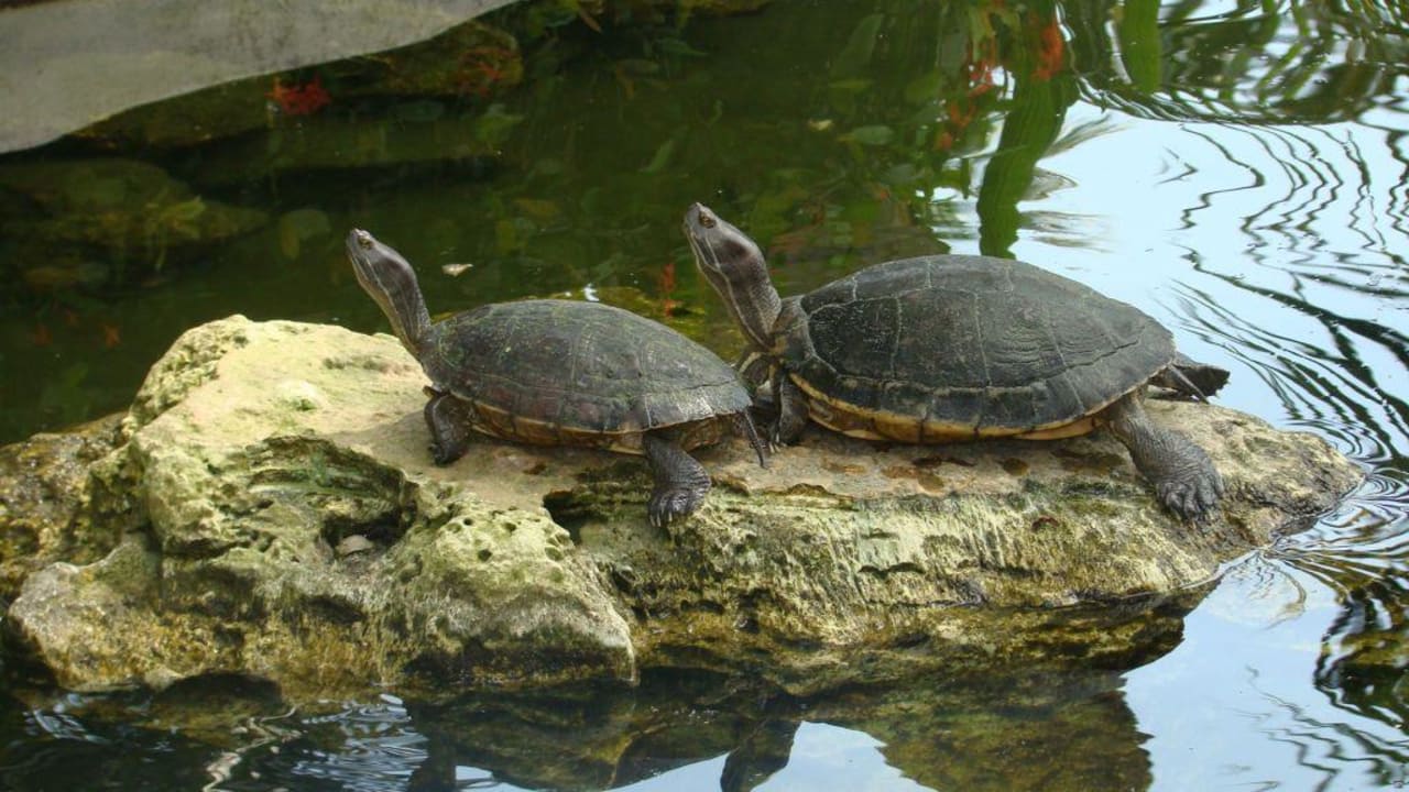 Schildkröten im Vorgarten Grand Palladium Select Bávaro Resort & Spa