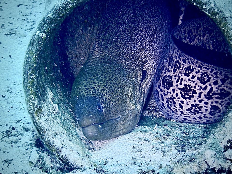 Sport & Freizeit Steigenberger Coraya Beach - Adults only