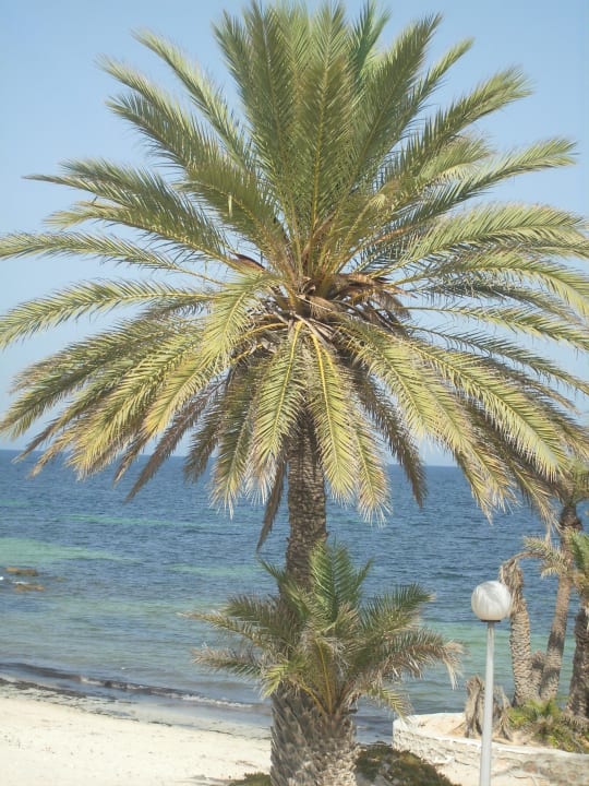Blick von Terrasse Hotel El Mouradi Djerba Menzel