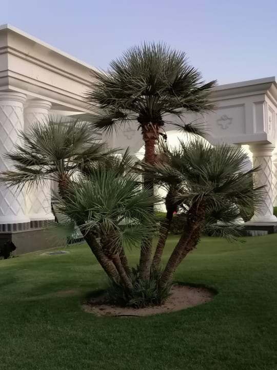 Gartenanlage Palm Royale Resort - Soma Bay