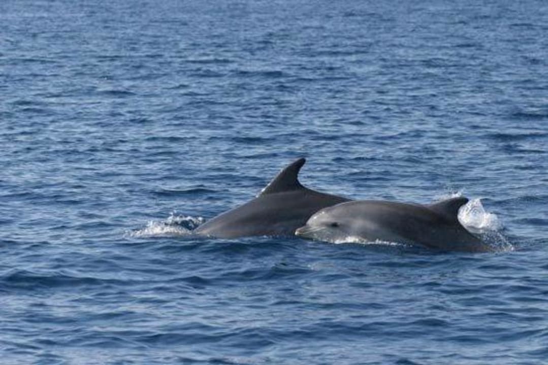 Delphine Meeru Maldives Resort Island