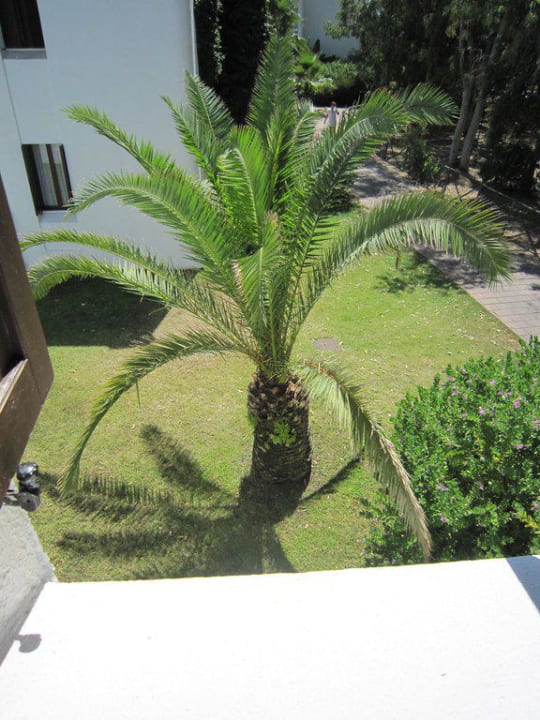 Palme Hotel Flamingo Resort