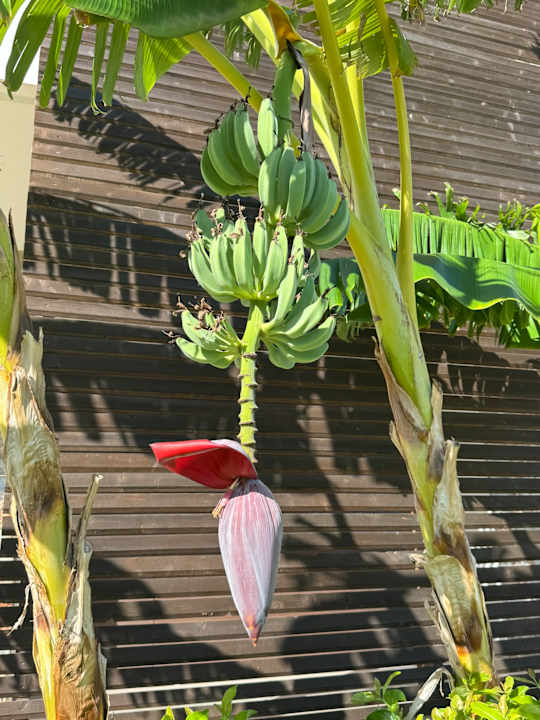 Gartenanlage TUI BLUE Palazzo del Mare