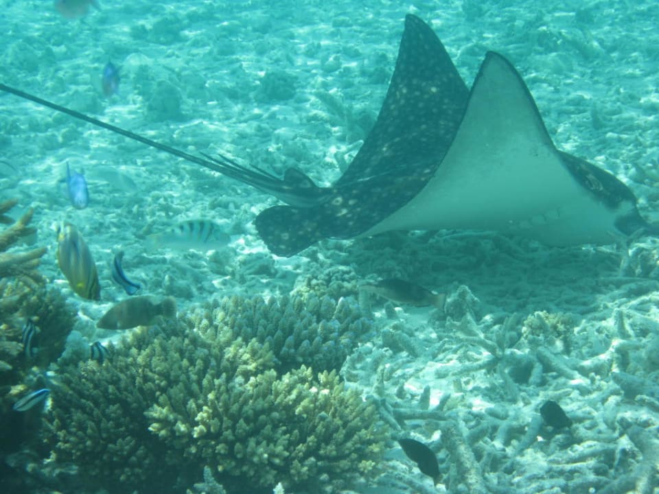 Adlerrochen Thulhagiri Island Resort