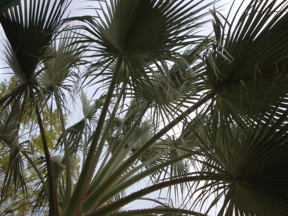 Toll gepflegte Gartenanlage Ghazala Beach