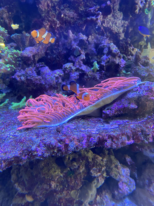 Sport & Freizeit Alpenrose - Familux Resort