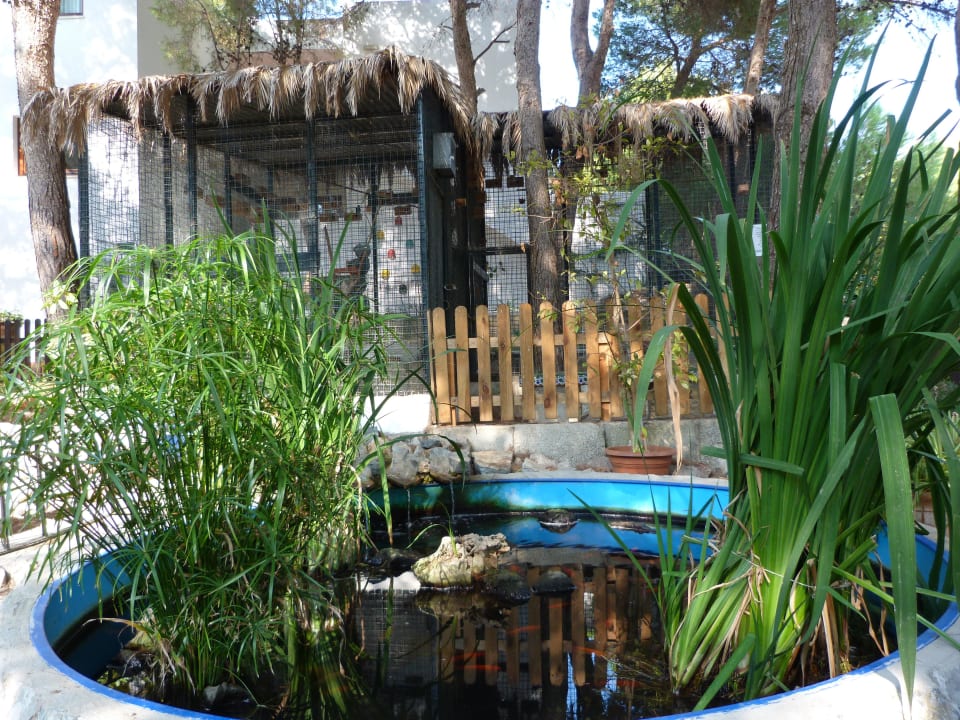 Teich und Vogelkäfige Playa Parc Apartments
