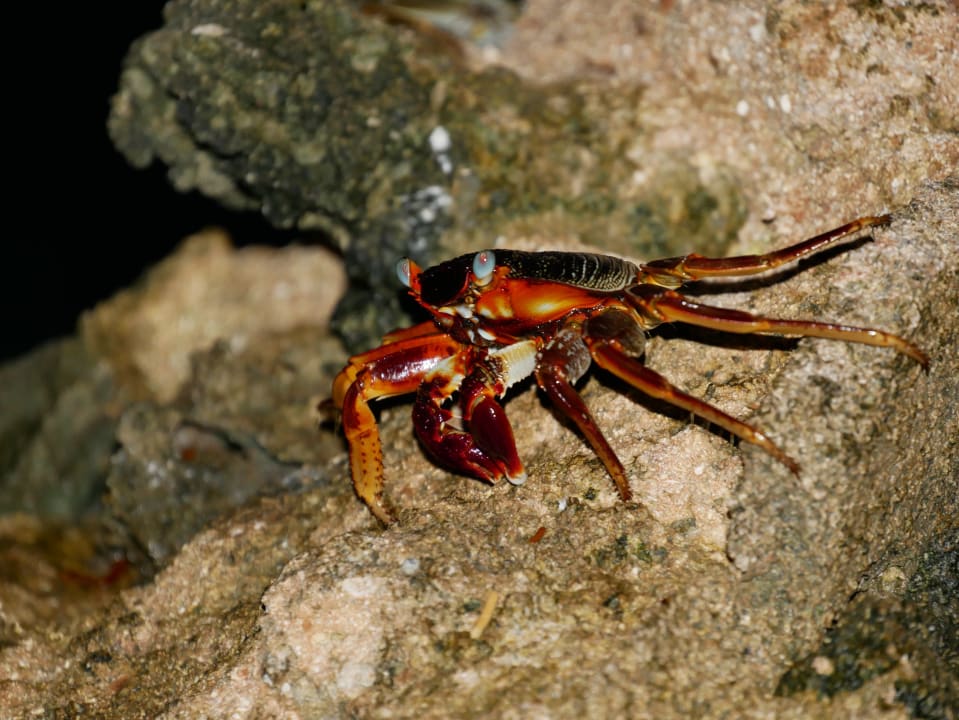 Gartenanlage Summer Island Maldives
