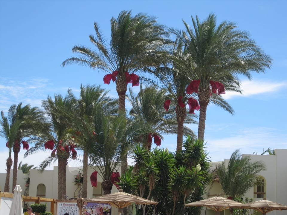 Dattelpalmen Palm Beach Resort
