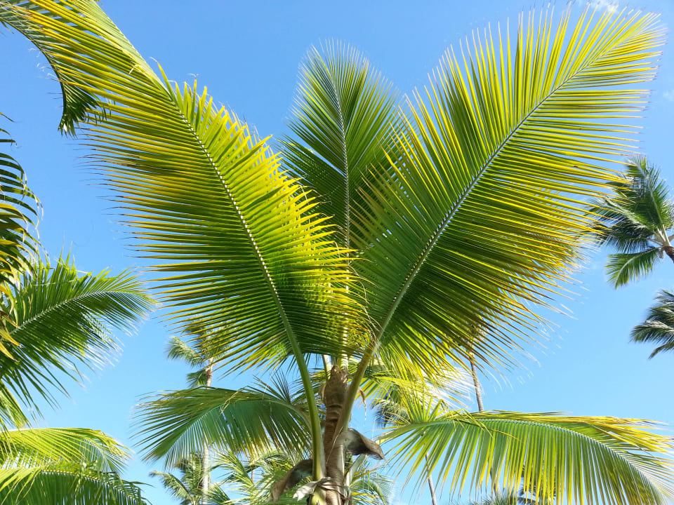 Palme Secrets Royal Beach Punta Cana - Adults only