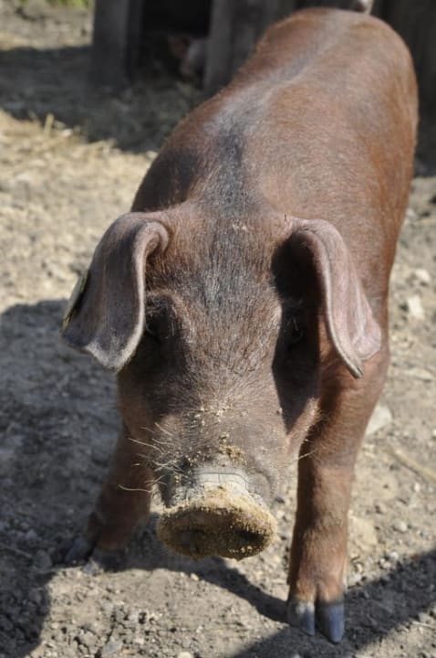 Tiere Ferienhof Meislahn