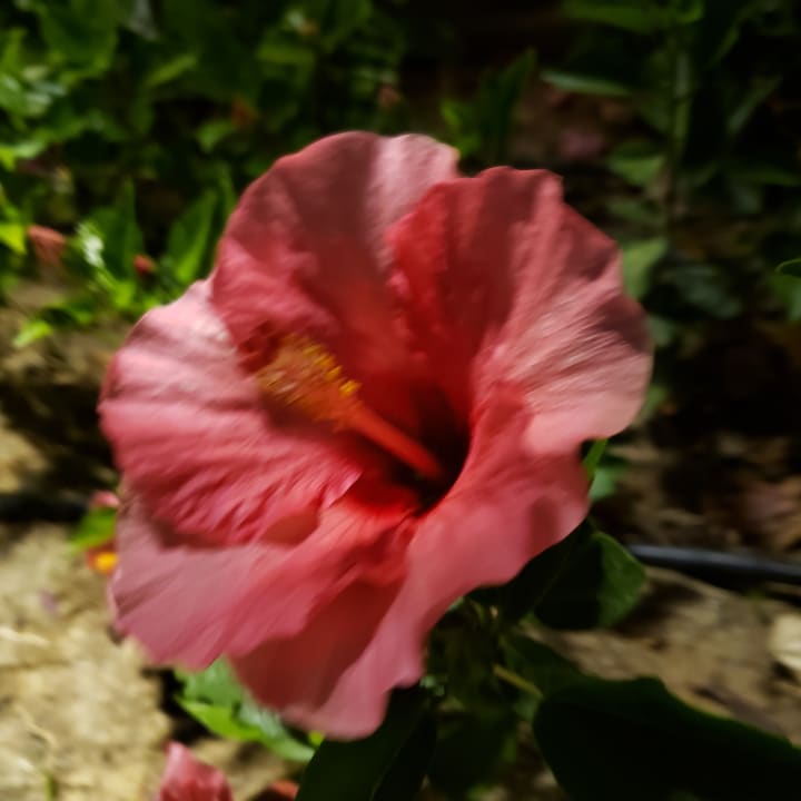 Gartenanlage Alba Queen Hotel