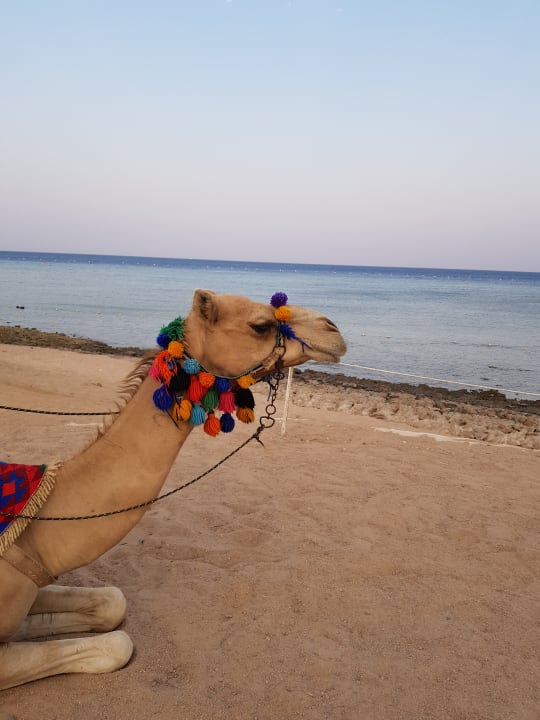 Strand Makadi Spa - Adults only