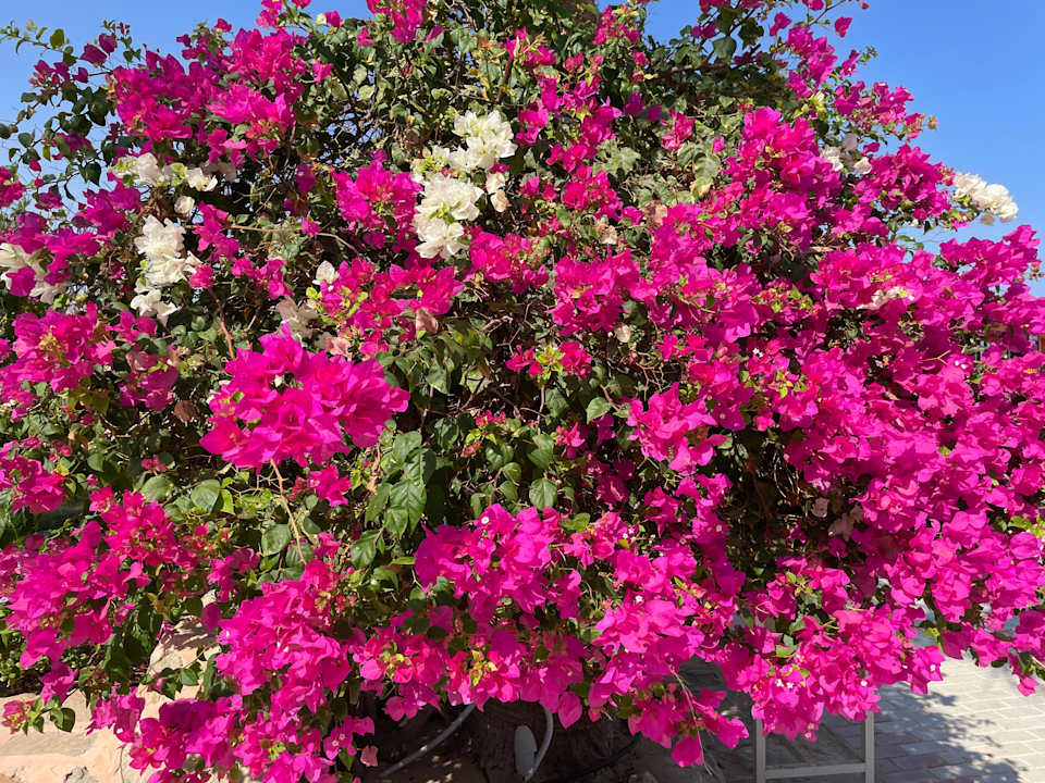 Gartenanlage Three Corners Happy Life Beach Resort