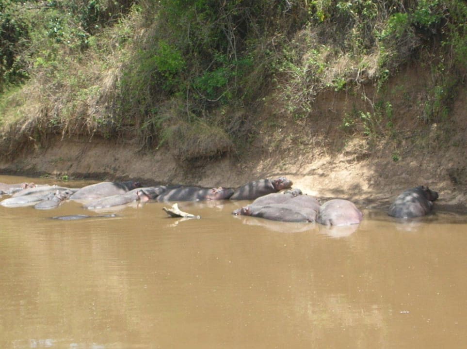 Man einen atemberaubenden Ausblick Royal Mara Safari Lodge