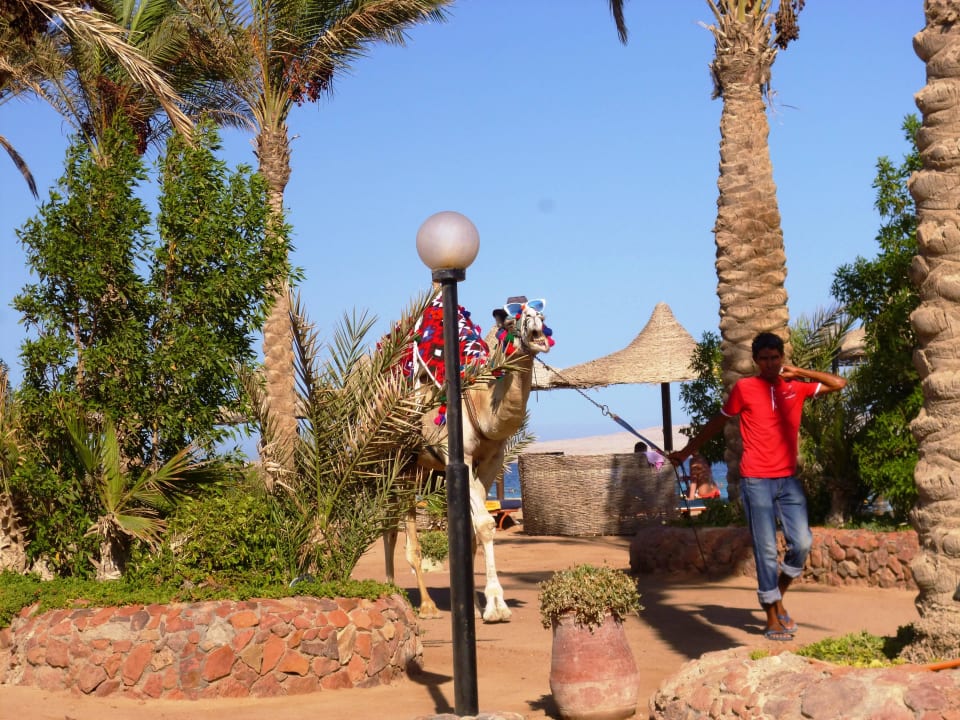 Strandtaxi Remeo Arabia Azur Resort
