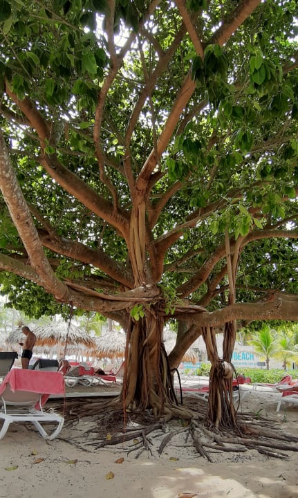 Gartenanlage Catalonia Royal La Romana - Adults only