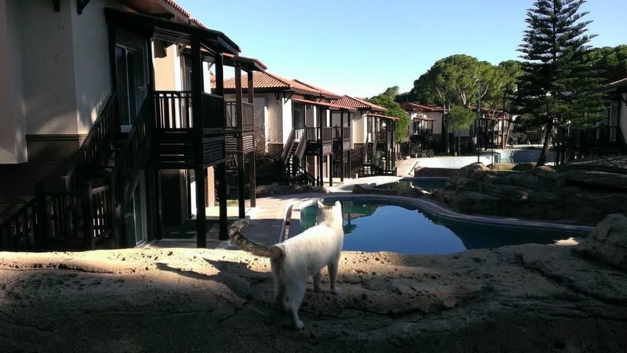 Villa Pool Papillon Ayscha