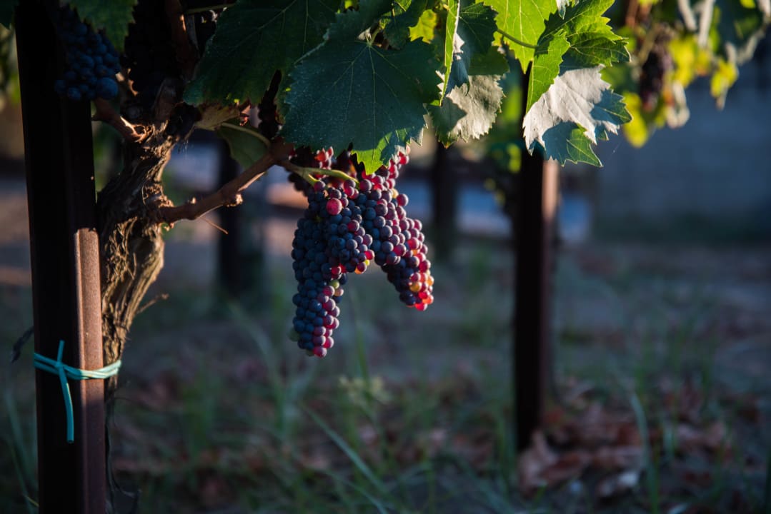 Gartenanlage Tenuta Di Castellaro Wine Resort