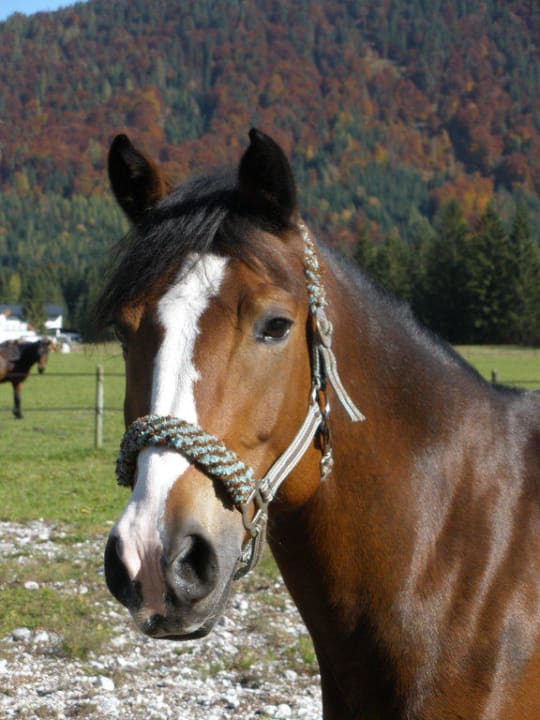 Grazie Hotel Strasserwirt Reiterhof