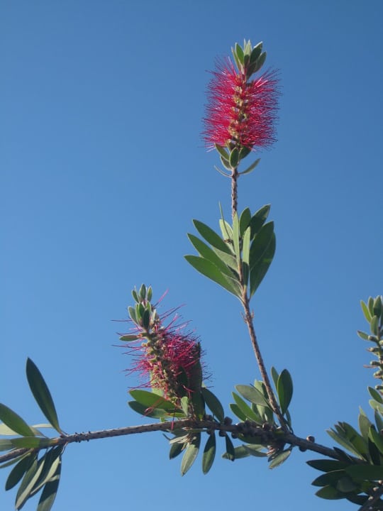 Gartenanlage Alea Hotel & Suites