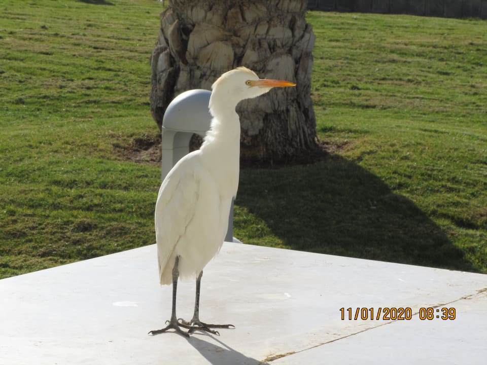 Sonstiges Pickalbatros Dana Beach Resort - Hurghada