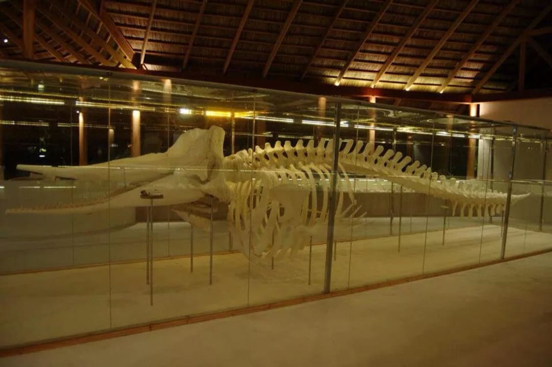 Walskelett Kuramathi Maldives