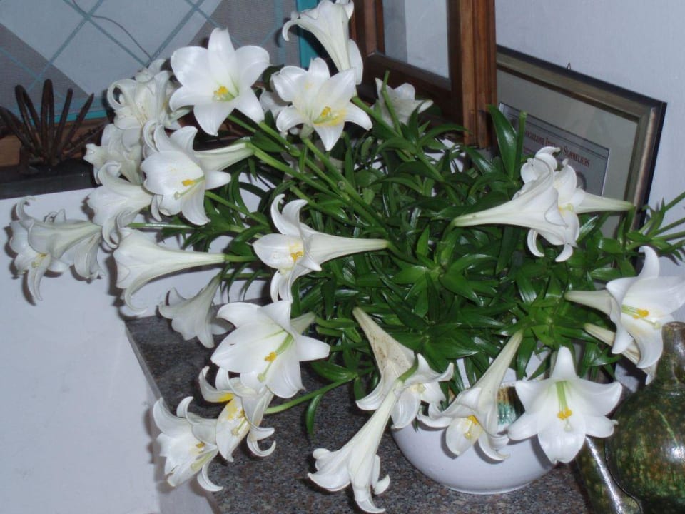 Frische Blumen Hotel Su Barchile