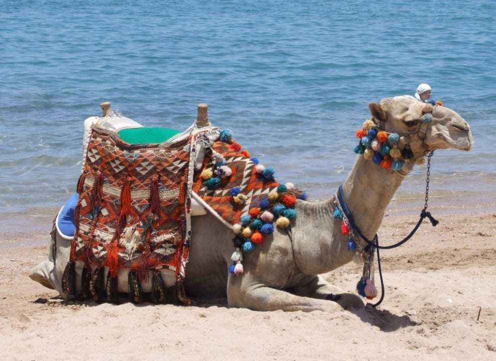 Das Kamel am Strand Jaz Makadina