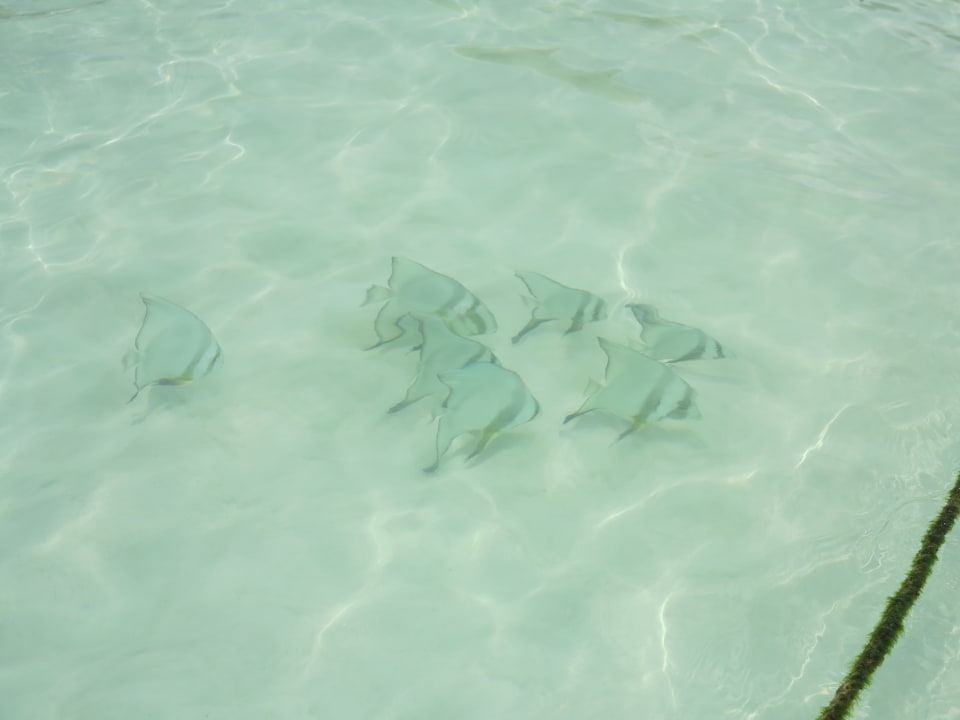 Strand Crystals Beach Resort Belle Mare, a member of Radisson Individuals