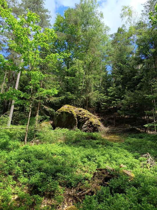 Gartenanlage Spirit & SPA Hotel Birkenhof am Elfenhain