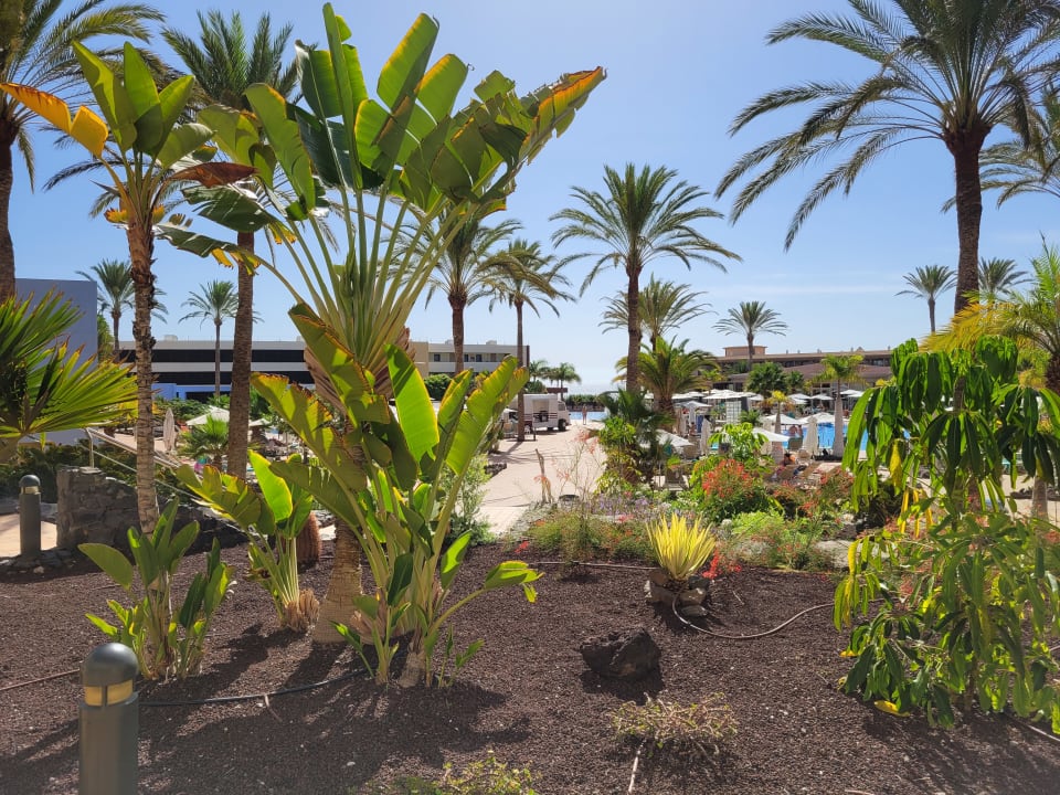 Gartenanlage Iberostar Waves Gaviotas Park