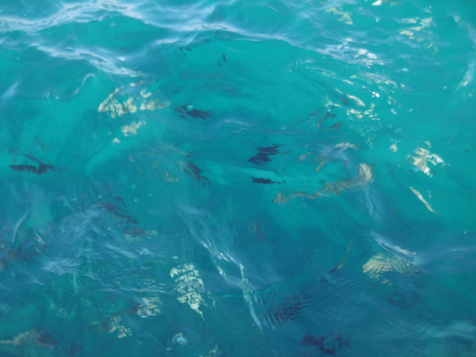 Die Fische am Strand  SUNRISE Holidays Resort (Adults Only)